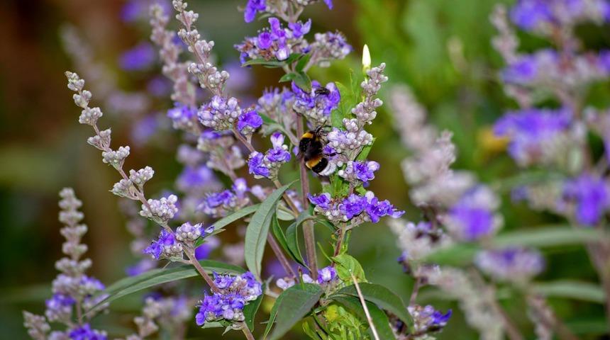 Prostat kanserini, çikolata kistini engeller, doğurganlığı destekler! Kadınlar zirveyi görürken erkekler yerle bir oluyor! Hayıt bitkisi nedir, ne işe yarar?