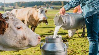 Süt zammından sonra bir fiyat artışı yemde! Üretici isyanda, çözüm istiyorlar