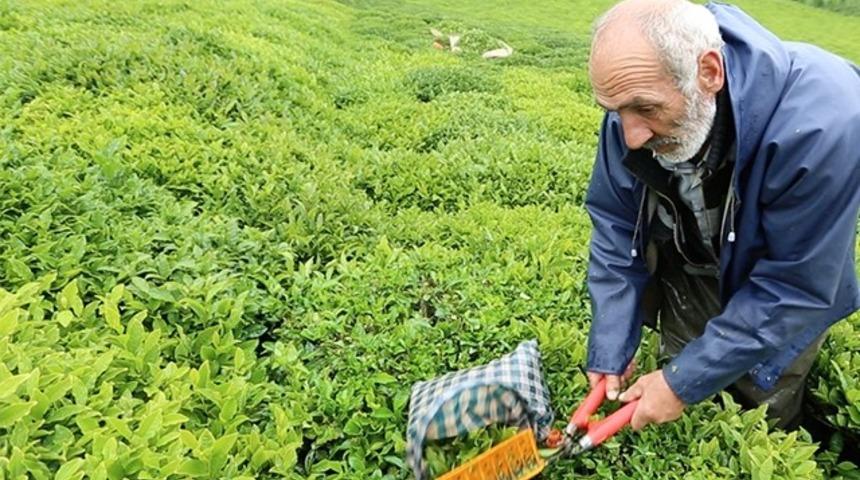"Rize'de haftanın 2 günü yağmur yağar, biri 3 gün sürüyor biri 4 gün sürüyor"