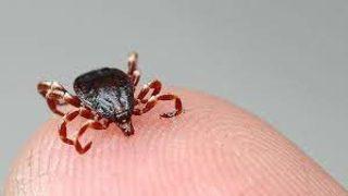 Korkulan hastalık geri döndü! Kırım Kongo Kanamalı Ateşi'nden (KKKA) yılın ilk ölümü gerçekleşti