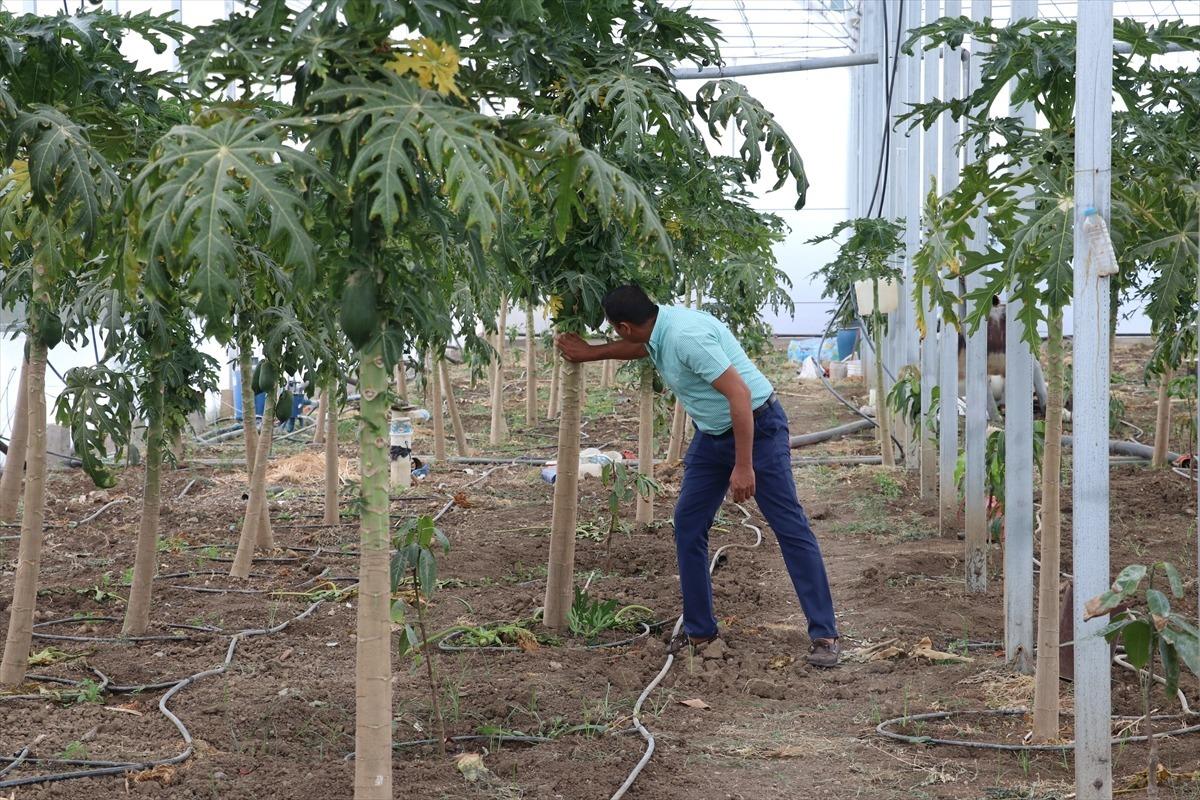 15 yıllık aş&ccedil;ı mesleğini bırakıp devlet desteğiyle &ccedil;ift&ccedil;i oldu