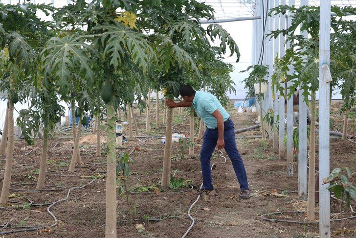 15 yıllık aşçı mesleğini bırakıp devlet desteğiyle çiftçi oldu G1