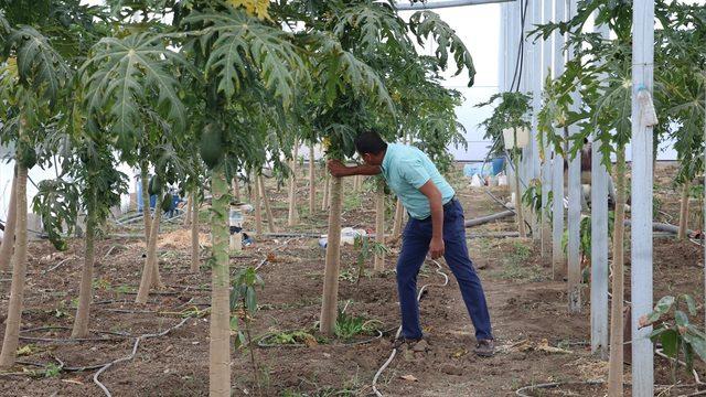 15 yıllık aşçı mesleğini bırakıp devlet desteğiyle çiftçi oldu