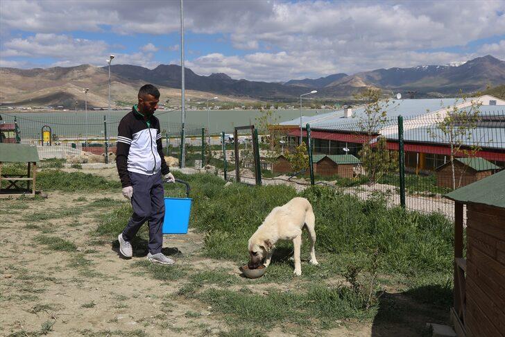 Van'da 45'i pitbull 66 saldırgan köpek koruma altına alındı G2