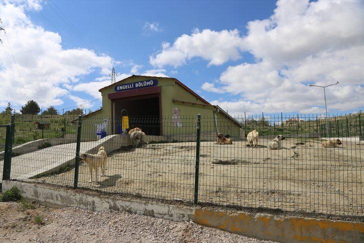 Van'da 45'i pitbull 66 saldırgan köpek koruma altına alındı G3