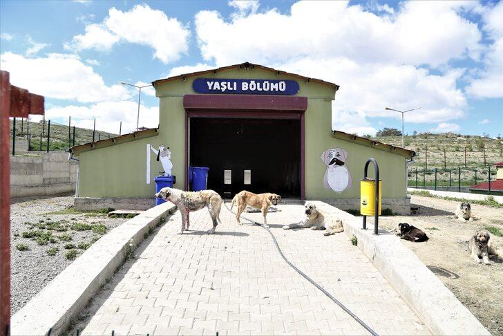 Van'da 45'i pitbull 66 saldırgan köpek koruma altına alındı G4