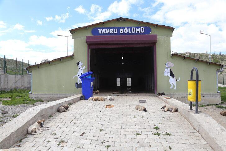 Van'da 45'i pitbull 66 saldırgan köpek koruma altına alındı G5