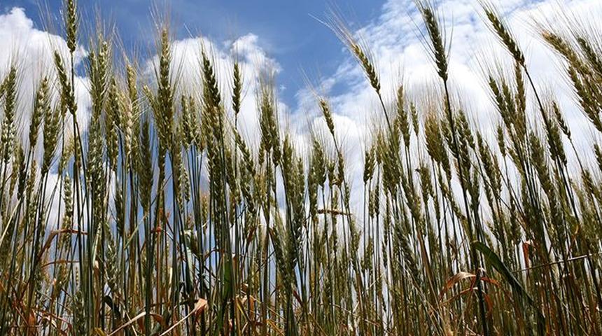 Dünyada ikinci sırada! Buğday ihracatını yasakladılar