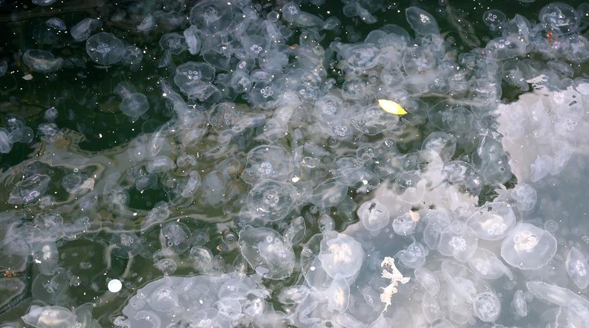 İstanbul Boğazı'nda endişelendiren görüntü! Denizanası yoğunluğu görenleri şaşırttı