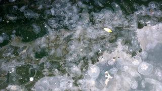 İstanbul Boğazı'nda endişelendiren görüntü! Denizanası yoğunluğu görenleri şaşırttı