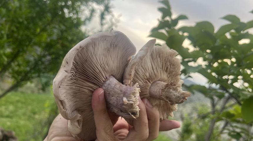 Kırmızı et yerine tercih ediliyor, sadece 14 gün yaşıyor! Fiyatı cep yakıyor