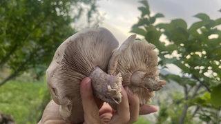 Kırmızı et yerine tercih ediliyor, sadece 14 gün yaşıyor! Fiyatı cep yakıyor