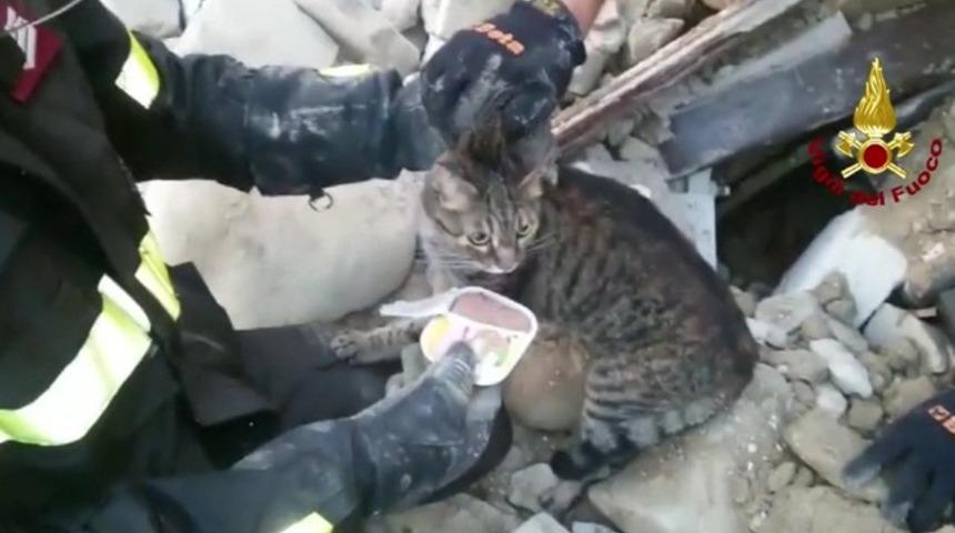 Kedi Pietro 16 g&uuml;n sonra enkazdan &ccedil;ıkartıldı