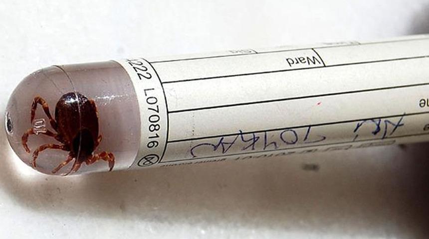 Kene ısırığı can aldı! Tüm müdahalelere rağmen kurtarılamadı