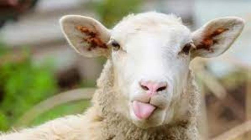 Kurban Bayramı ne zaman? 2022 Kurban Bayramı tatili kaç gün olacak?