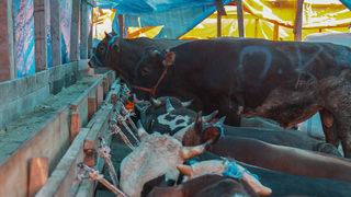 2022 kurbanlık fiyatları ne kadar olacak? Yüzde 50 artış...