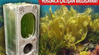 Altı ay boyunca yosunla çalışan bilgisayar dünyada yankı uyandırdı! Öğrenenler şaşkınlığını gizleyemedi