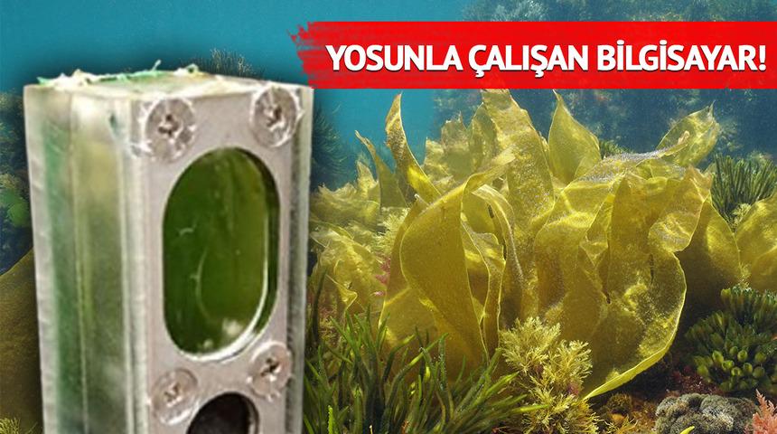 Altı ay boyunca yosunla çalışan bilgisayar dünyada yankı uyandırdı! Öğrenenler şaşkınlığını gizleyemedi