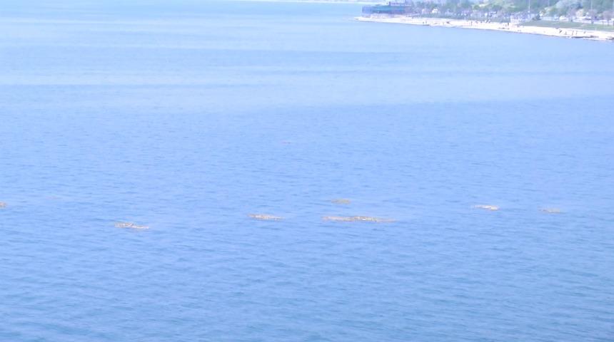 İstanbul Boğazı'nda denizanası ve müsilaj tehlikesi! Köpek balığından bile tehlikeli...