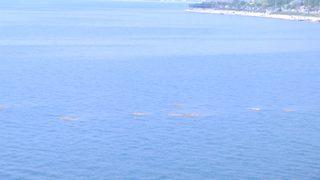 İstanbul Boğazı'nda denizanası ve müsilaj tehlikesi! Köpek balığından bile tehlikeli...