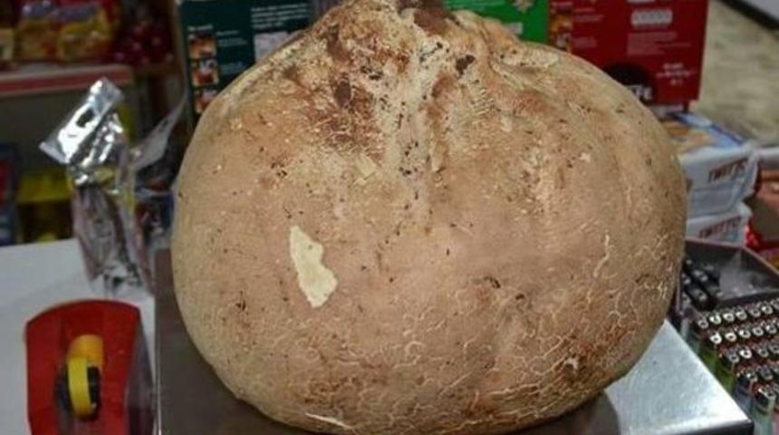 Denizli'de dev mantar bulundu