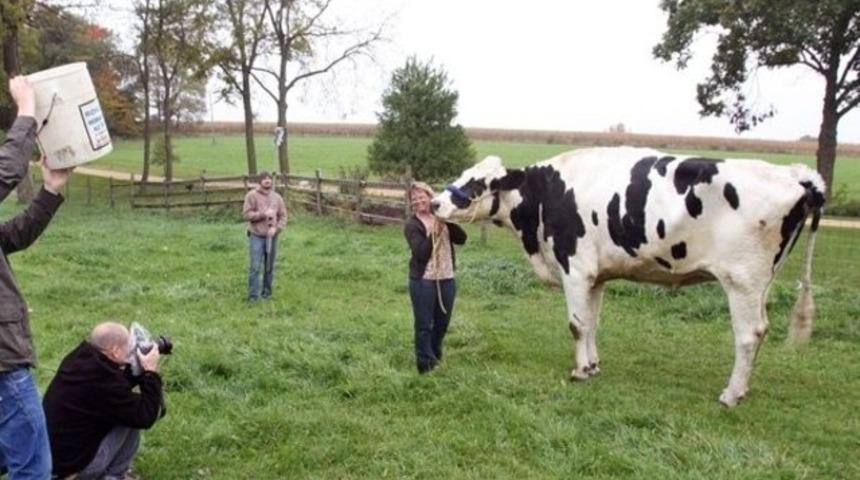 Guinness Rekorlar Kitabı'na bu kez bir inek girdi