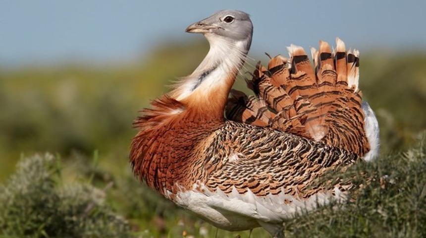 Aşk i&ccedil;in zehir i&ccedil;iyor