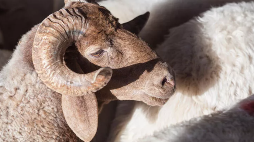 Kurban Bayramı ne zaman, hangi güne denk geliyor? 2022 Kurban Bayramı tatili kaç gün?