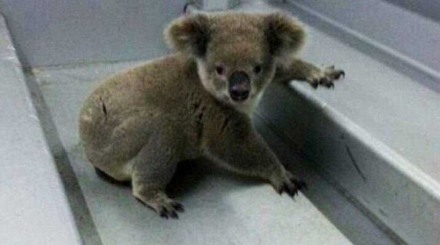 Koalayı tutukladılar