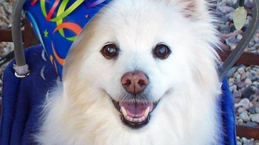 Engelli k&ouml;pekleri koruyan melek halkası