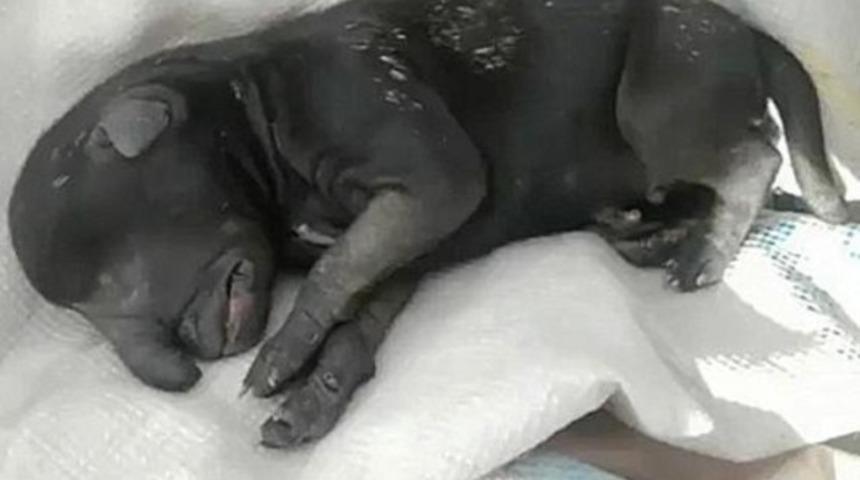 Bilim d&uuml;nyası şokta: Fil başlı k&ouml;pek doğdu