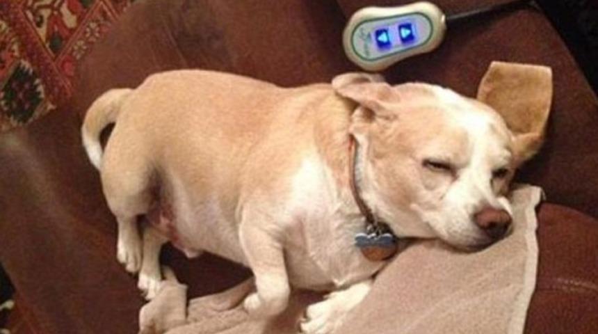 Vefakar k&ouml;pek hastalanan sahibini 32 km takip etti