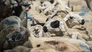 Türkiye hayvancılıkta Avrupa'da ilk sırada