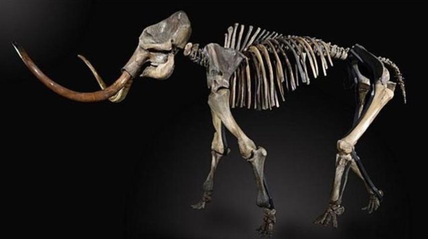 50 bin yıllık mamuta rekor fiyat