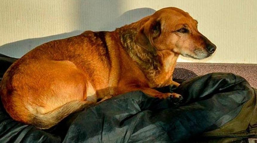 Her gün sahibinin öldüğü hastaneye gidiyor