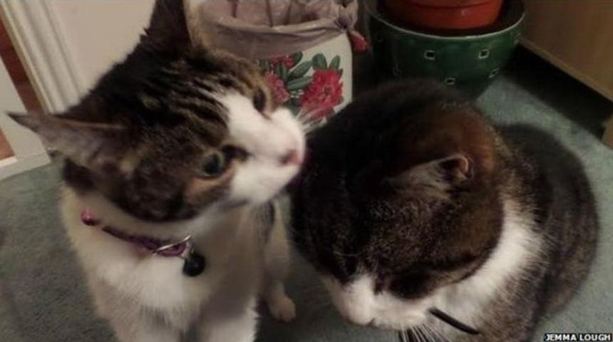 Kayıp kedi Toby, 12 yıl sonra annesine kavuştu