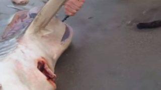 Ölü köpek balığının karnından çıkana çok şaşıracaksınız