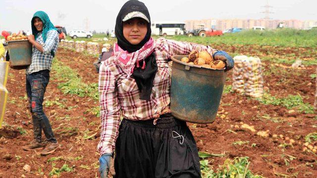 Üreticisinin yüzü güldü! 9 liradan satılıyor! Fiyatlar daha da...