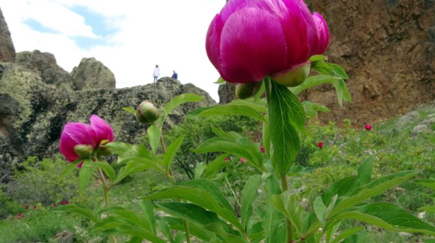 Bu lalelerin sadece 15 gün ömrü var! 'Bu doğa harikasını keşfetmeyi bekliyoruz'