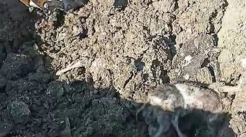 Düzce'de korkunç görüntü! Kazdıkça çıktı, kokuya dayanamadılar