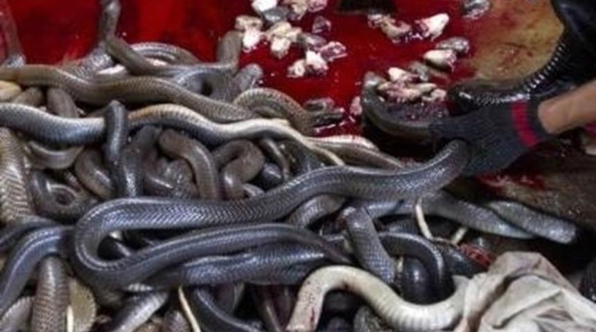 Endonezyalılar şifalı olduğuna inandıkları kobra eti tüketiyor