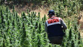 Kenevir yetiştirirken yakalandı, savunması şaşkına çevirdi! '24 yaşında Hacca gittim...'