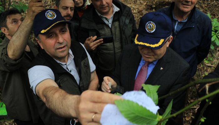 Tüm Türkiye'de hızla yayılıyor! Gal arısı tehlikesine karşı binlerce terminatör böcek doğaya salındı