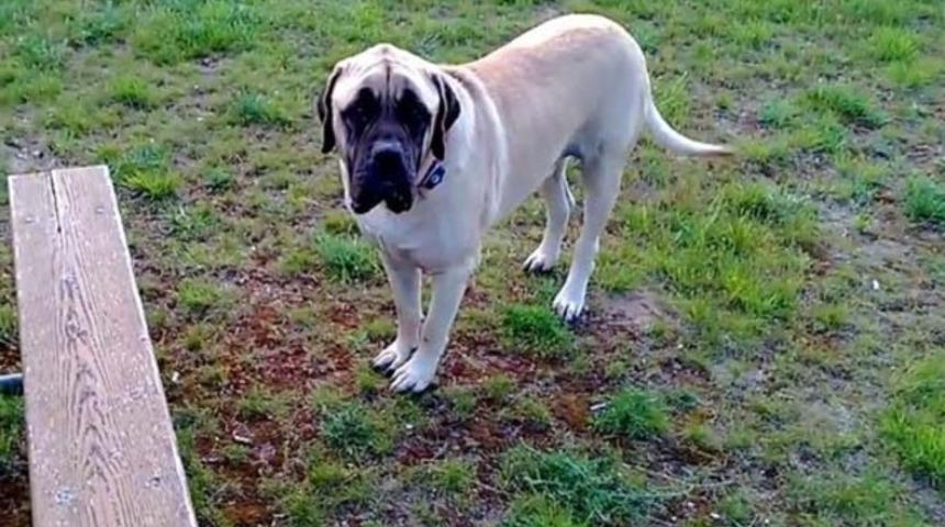 ABD’de mastiff dehşeti
