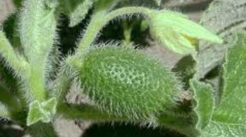 'Dikkat! Öldürücü etkisi var'