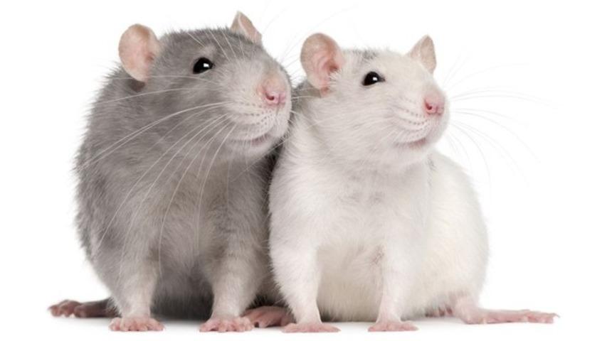 ABD’li bilim adamlarından çılgın proje