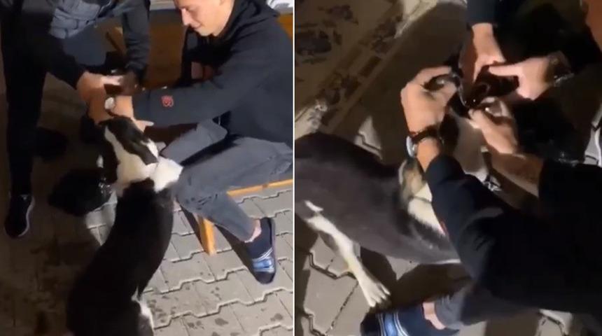 Köpeğe alkol işkencesi! Sosyal medyadan paylaştılar