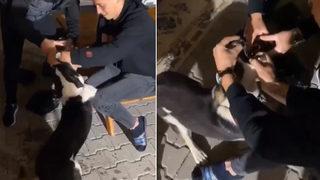Köpeğe alkol işkencesi! Sosyal medyadan paylaştılar