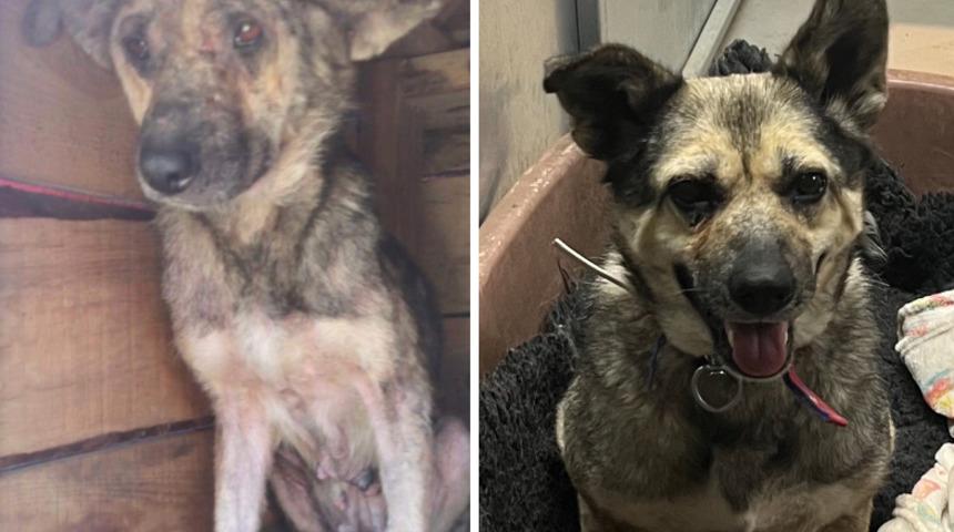 Sosyal medya ilanı Poppy'nin kaderini değiştirdi! Artık Zonguldak'ta barınakta değil, Londra'da