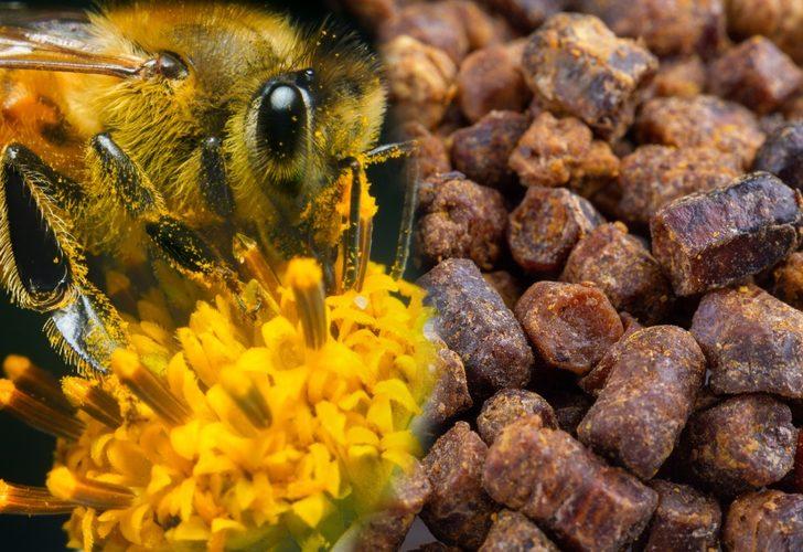 Arılar yavrularını besliyor! Türkiye’nin yeni keşfi: Kolon kanserini önler, enerji verir, mikropları yok eder
